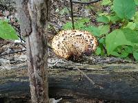 Polyporus squamosus image