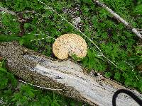 Polyporus squamosus image