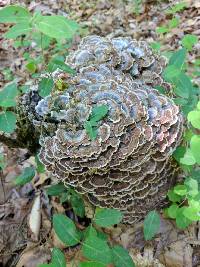 Trametes versicolor image