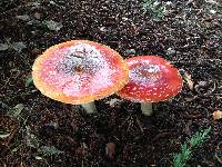 Amanita muscaria image