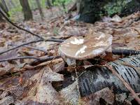 Pluteus cervinus image