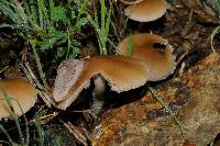 Psathyrella candolleana image