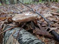 Pluteus cervinus image