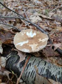 Pluteus cervinus image