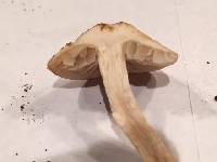 Agrocybe putaminum image