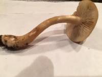 Agrocybe putaminum image