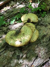 Polyporus squamosus image