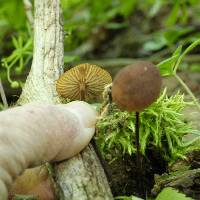 Rhizomarasmius pyrrhocephalus image