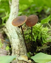 Rhizomarasmius pyrrhocephalus image