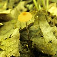 Rhizomarasmius pyrrhocephalus image