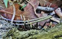 Xylaria hypoxylon image