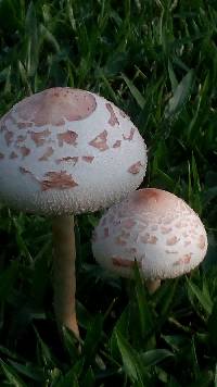 Chlorophyllum molybdites image