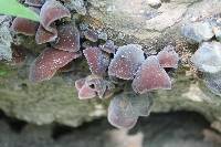 Auricularia auricula-judae image