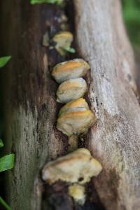 Fomitopsis spraguei image