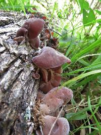 Auricularia auricula-judae image