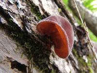 Auricularia auricula-judae image