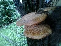 Polyporus squamosus image