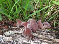 Auricularia auricula-judae image