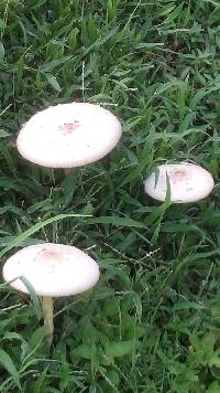 Chlorophyllum molybdites image