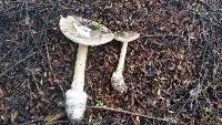Amanita taiepa image