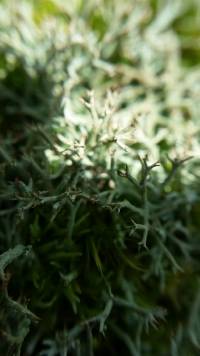 Cladonia furcata image