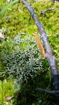 Cladonia furcata image