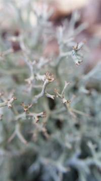 Cladonia furcata image