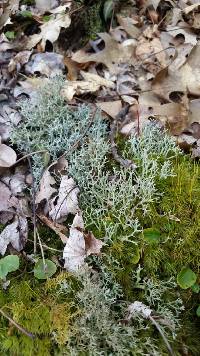 Cladonia furcata image