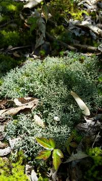 Cladonia furcata image