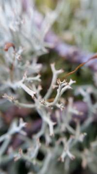 Cladonia furcata image