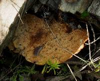 Polyporus squamosus image