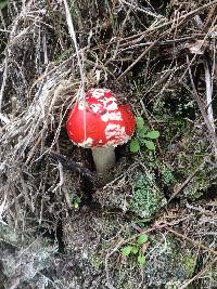 Amanita muscaria image