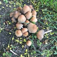 Coprinellus micaceus image