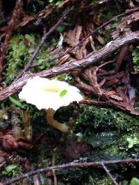 Lichenomphalia umbellifera image