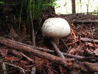 Agaricus xanthodermus image