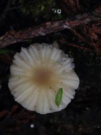 Lichenomphalia umbellifera image