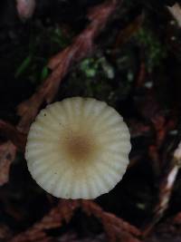 Lichenomphalia umbellifera image