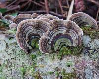 Trametes versicolor image