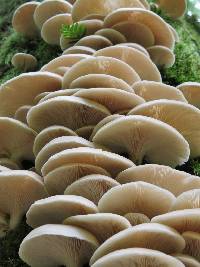 Pleurotus ostreatus image