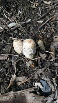 Coprinus comatus image