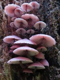 Mycena haematopus image