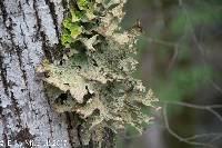 Lobaria pulmonaria image