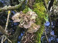 Trametes versicolor image