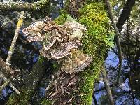 Trametes versicolor image