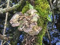 Trametes versicolor image
