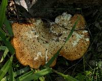 Polyporus squamosus image