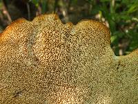 Polyporus squamosus image