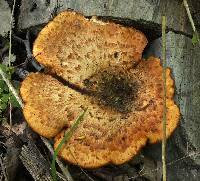 Polyporus squamosus image