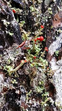 Cladonia transcendens image