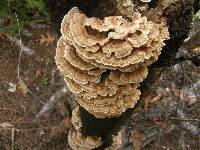 Trametes versicolor image